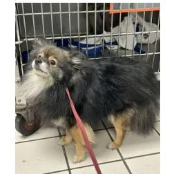 Axel