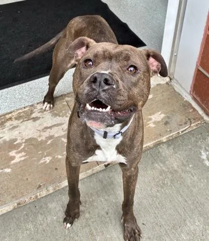 Lady Jane thumbnail 3