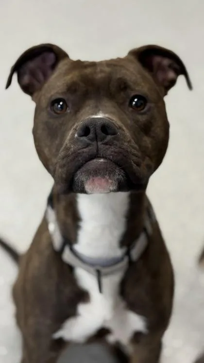 Lady Jane thumbnail 5