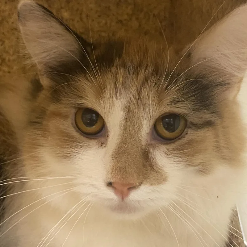 A young medium-sized female Calico Domestic Short Hair cat named Savanah for adoption in Reno, NV