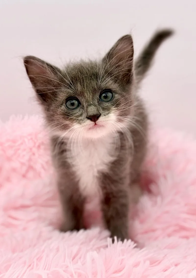 A baby medium-sized female Blue Cream Ragdoll cat named Graceland Too for adoption in Covington, LA