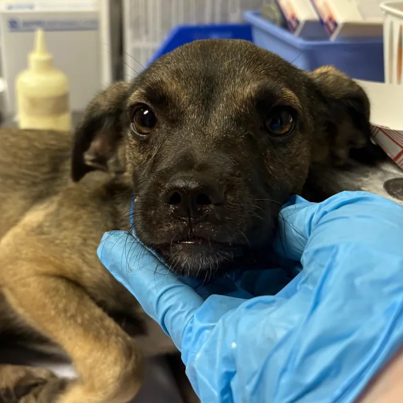 A baby small-sized male Brown / Chocolate Mixed Breed dog named Chris for adoption in Yuma, AZ