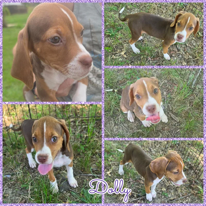 Dolly