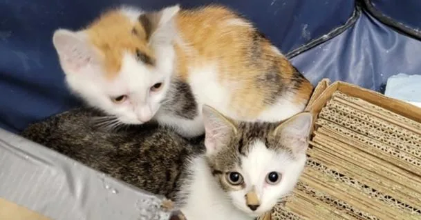 A baby small-sized female Orange & White Domestic Short Hair cat named Diana for adoption in Salisbury, NC