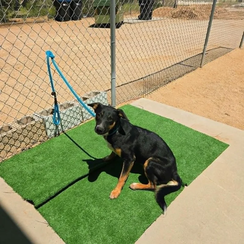 A baby medium-sized female Shepherd dog named Tess for adoption in California City, CA
