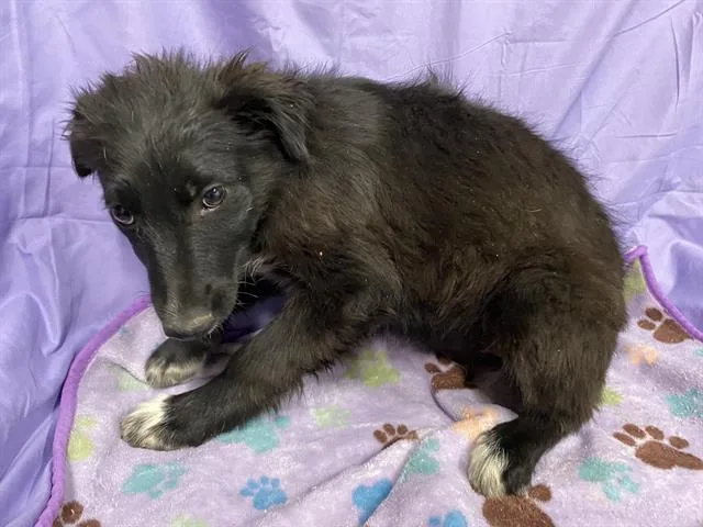A baby small-sized female Border Collie dog named A for adoption in Modesto, CA