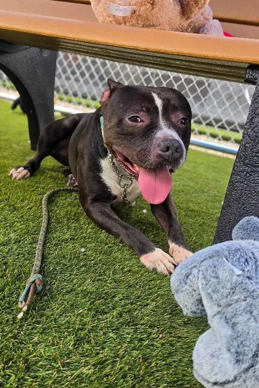 An adult medium-sized female Black Mixed Breed dog named Liberty for adoption in Cincinnati, OH