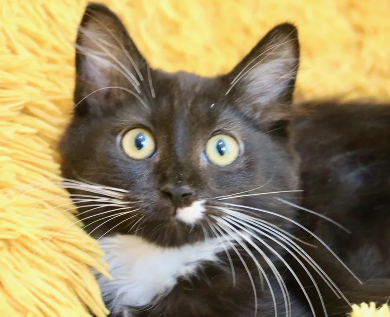 A baby medium-sized male Tuxedo cat named Orion for adoption in Saint Augustine, FL