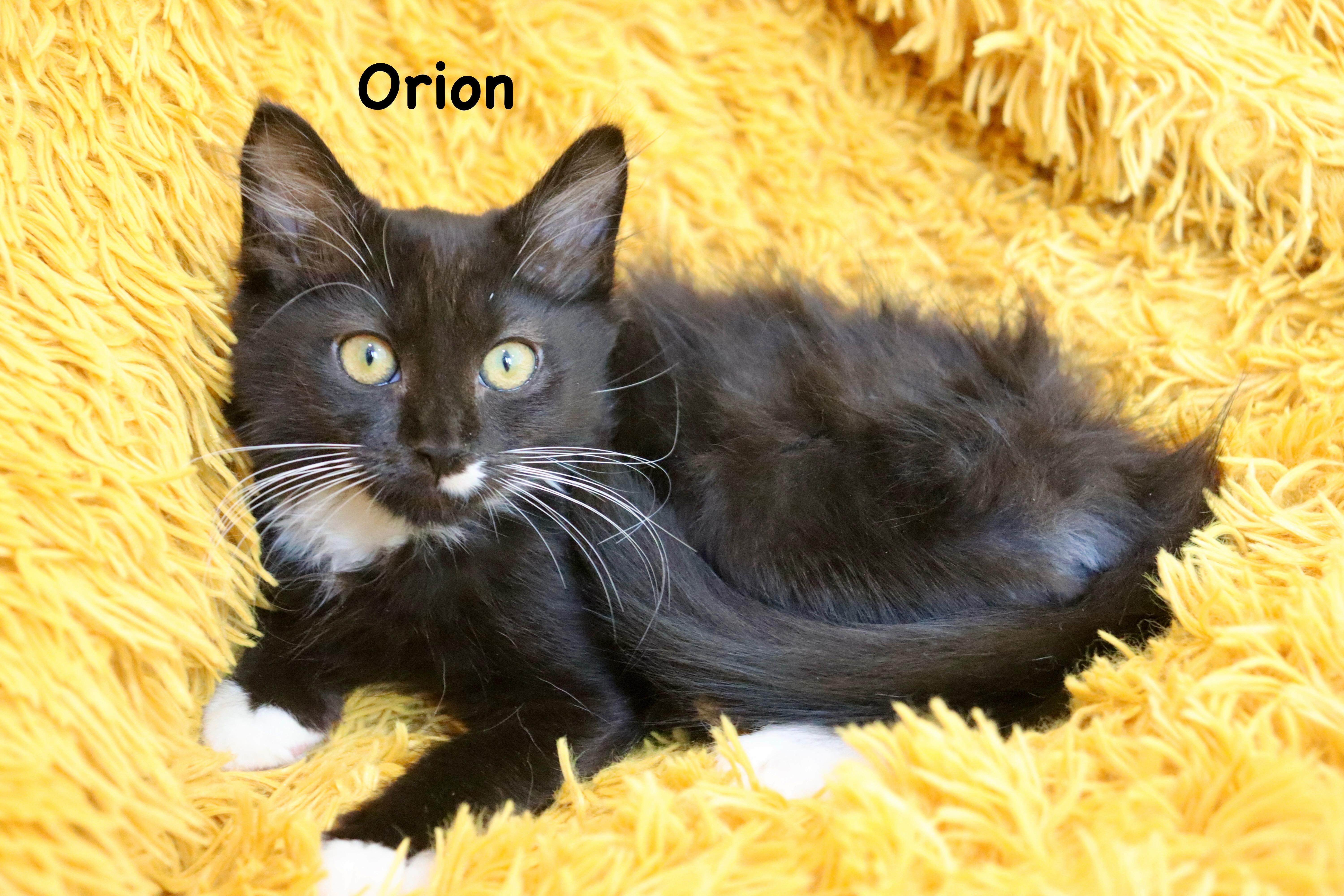Orion thumbnail 2