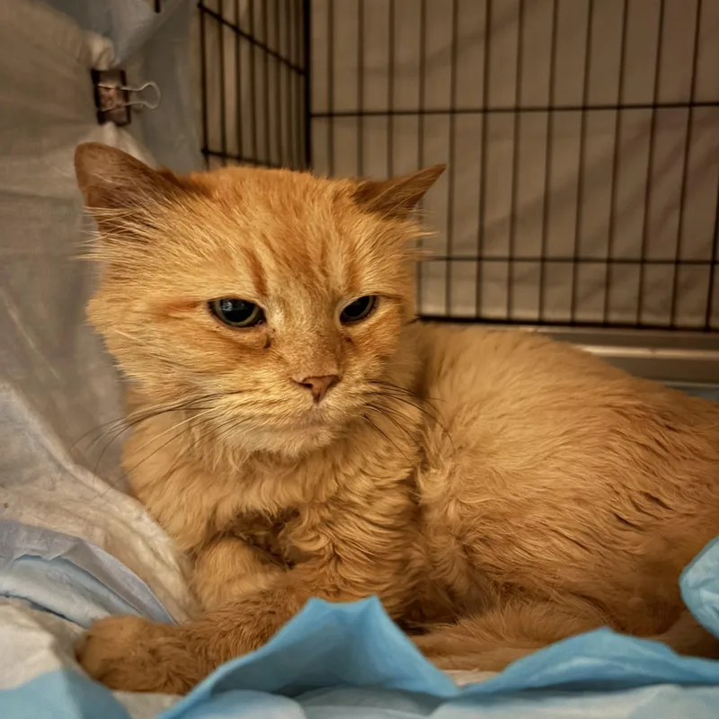 A senior medium-sized female Orange / Red Domestic Long Hair cat named Rayne for adoption in Pittsburgh, PA