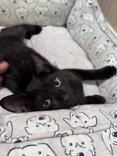 A baby medium-sized female Black Domestic Short Hair cat named Jupiter for adoption in Woodland, CA