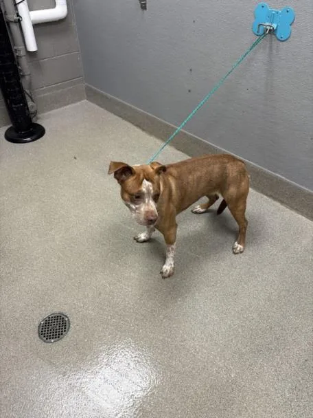 A young medium-sized female Pit Bull Terrier dog named Moomies for adoption in Las Vegas, NV