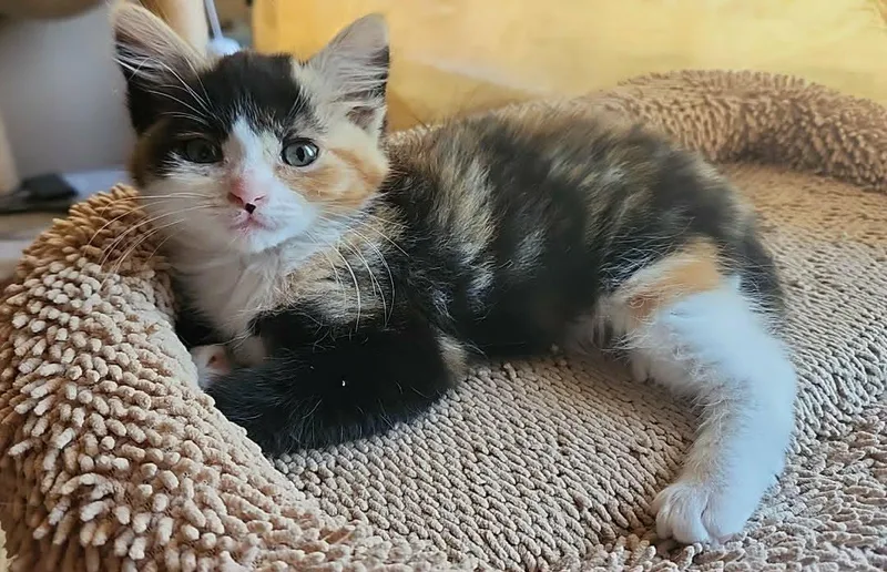 A young medium-sized female Calico Domestic Medium Hair cat named Monet for adoption in San Jose, CA