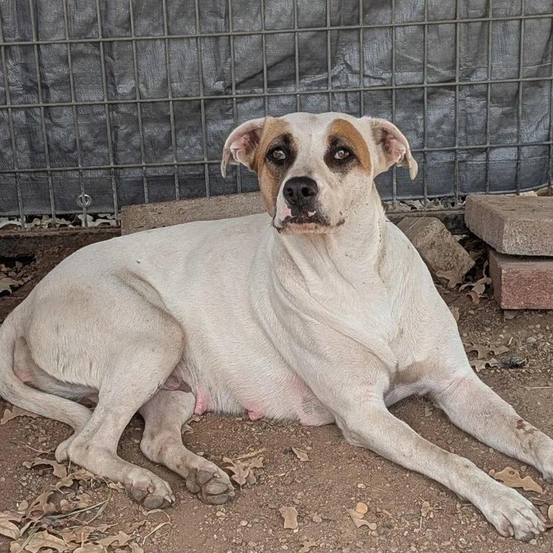 An adult small-sized female White / Cream Pit Bull Terrier dog named Bonnie for adoption in Buchanan Dam, TX