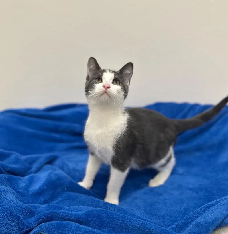A baby small-sized male Domestic Short Hair cat named Nino @Petsmart Walker for adoption in Newberg, OR