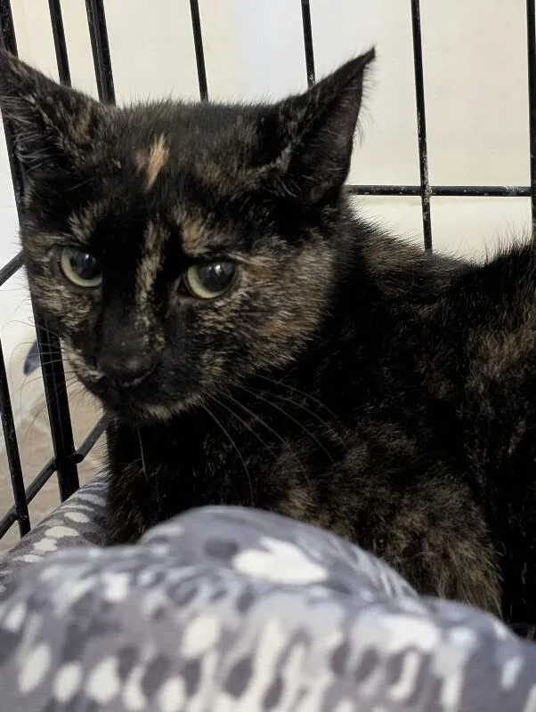 A young medium-sized female Tortoiseshell Domestic Short Hair cat named Jane for adoption in Adrian, MI