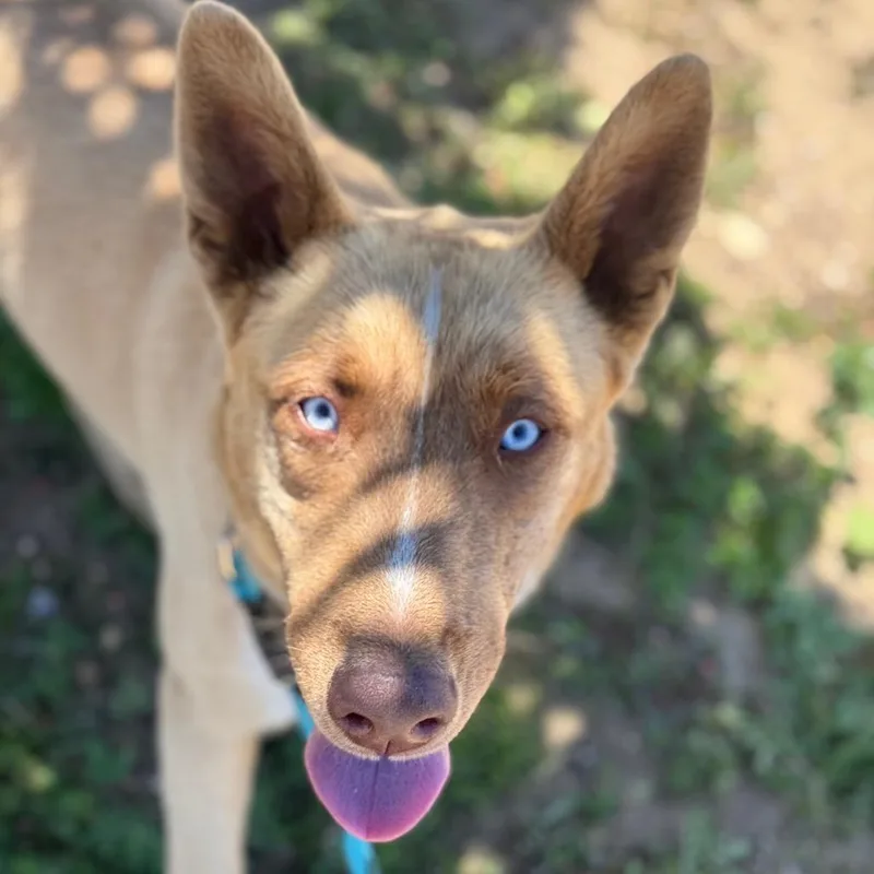 Zuko