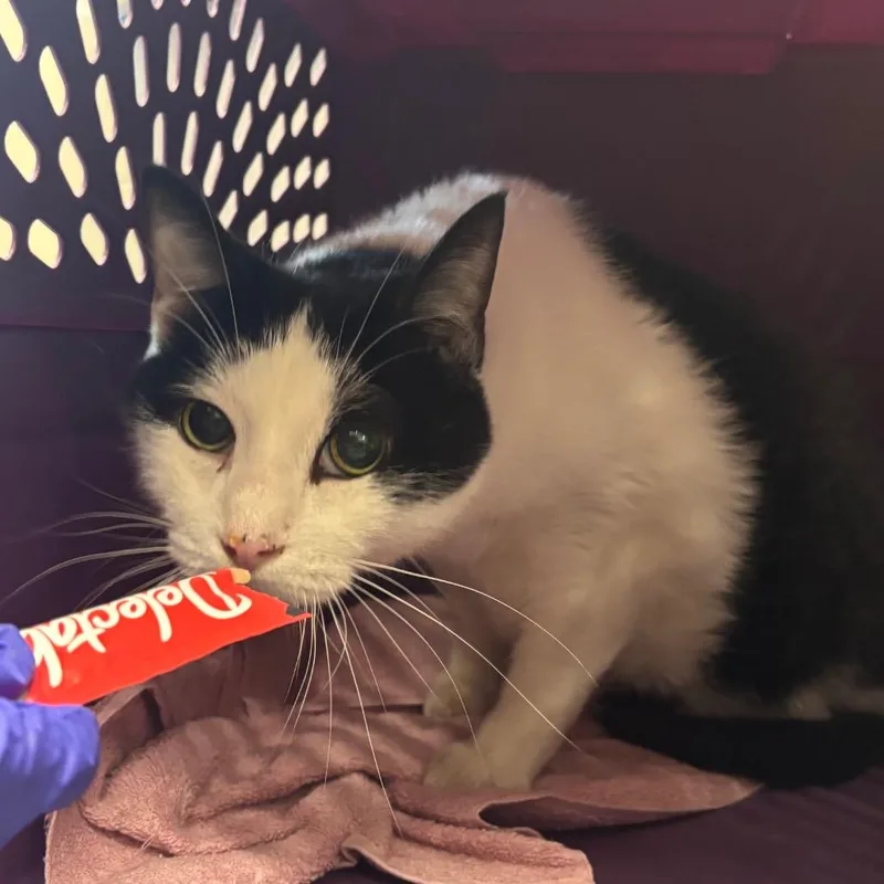 A senior large-sized male Black Domestic Short Hair cat named Sleet for adoption in Evanston, IL