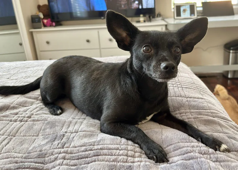 An adult small-sized male Chihuahua dog named Chili for adoption in Bothell, WA