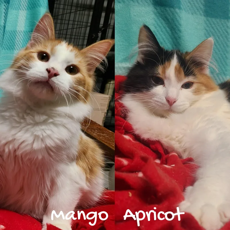 Apricot>>the Bionic "button" Who thumbnail 3