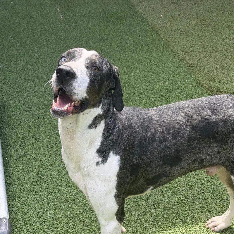 A young large-sized male Black Catahoula Leopard Dog dog named Doofus Dude for adoption in LOXAHATCHEE, FL