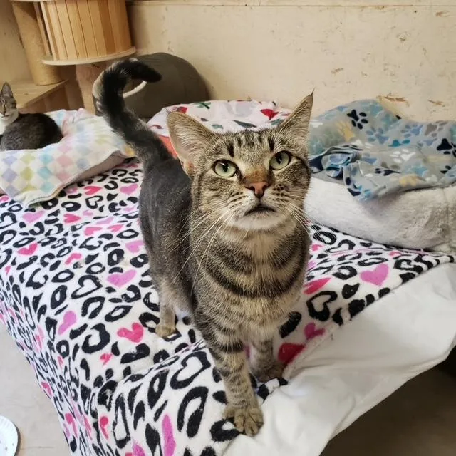 An adult medium-sized female Tabby (Gray / Blue / Silver) Domestic Short Hair cat named Sasha for adoption in Sherwood, OR