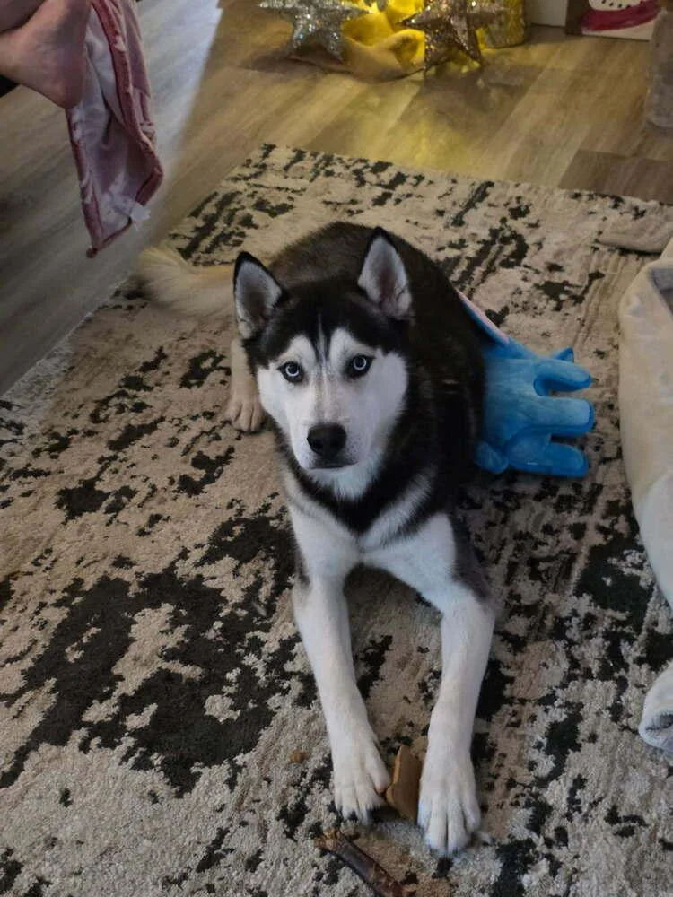A young medium-sized male Siberian Husky dog named Blue for adoption in Beaumont, CA
