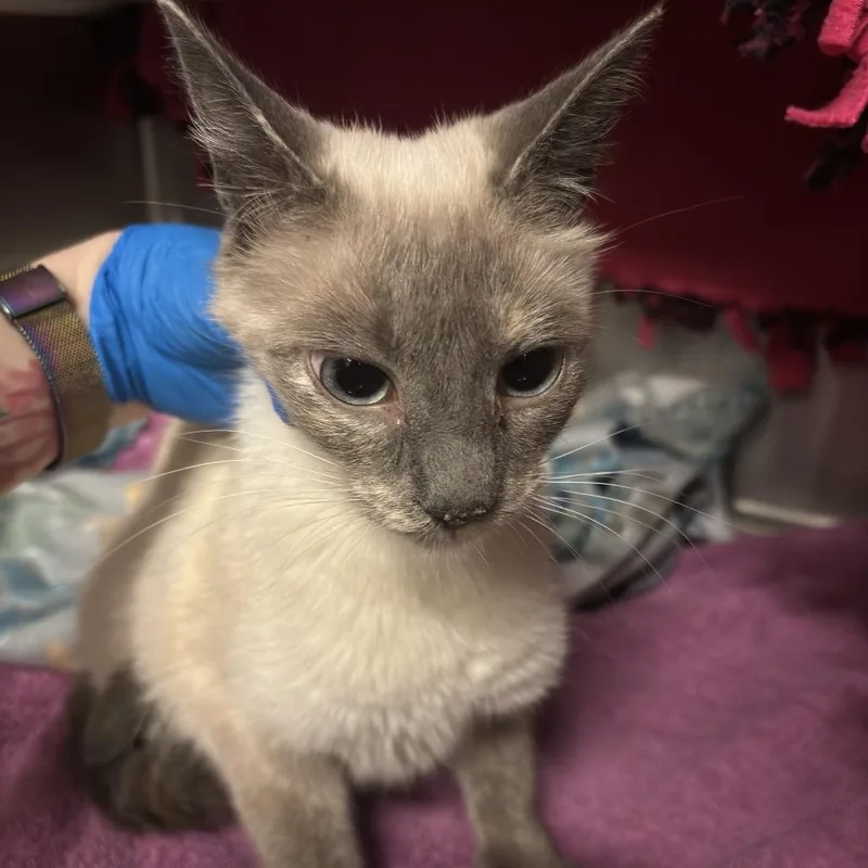An adult medium-sized female Domestic Short Hair cat named Hope for adoption in Council Bluffs, IA