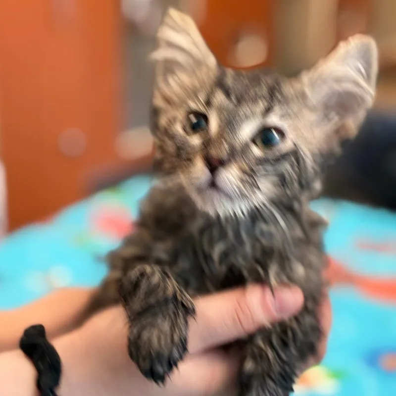 A baby small-sized female Black Domestic Short Hair cat named Queen for adoption in South Elgin, IL