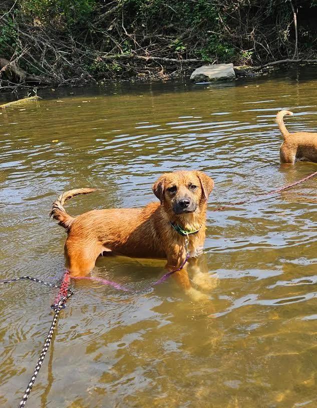 A young medium-sized male Feist dog named Rocky for adoption in Chicopee, MA