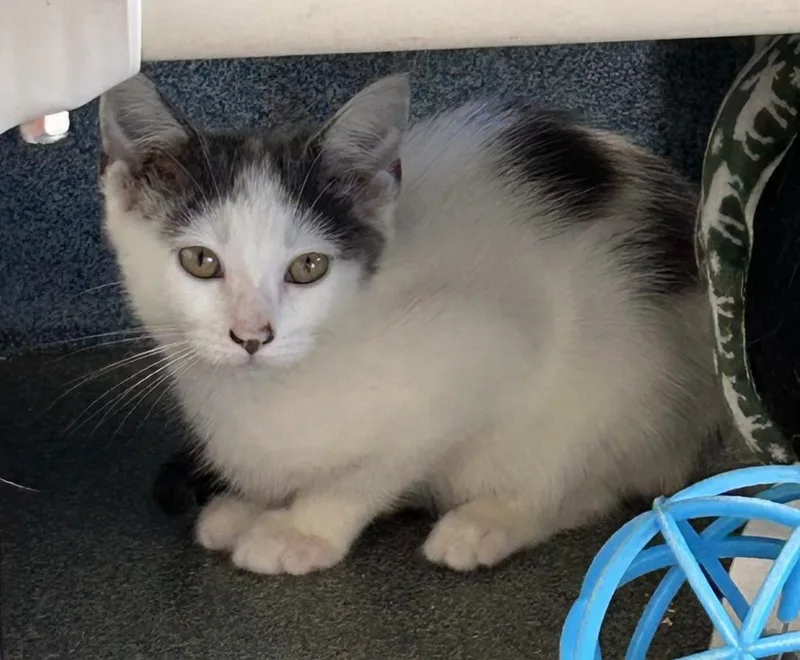 A baby medium-sized female Gray & White Domestic Short Hair cat named Ambrosia for adoption in Suffolk, VA