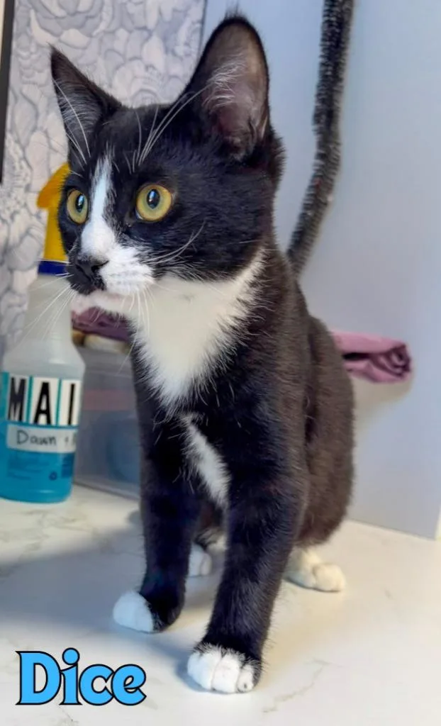 A baby medium-sized male Domestic Short Hair cat named Dice for adoption in Rome, GA