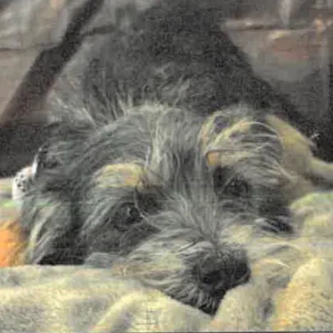 A young small-sized female Schnauzer dog named Mabel A for adoption in Mission Hills, CA