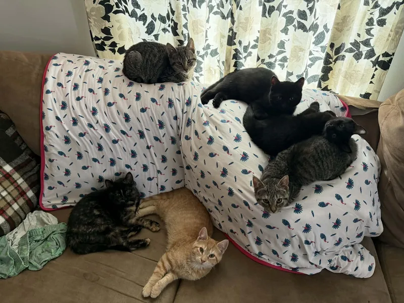 A young medium-sized female Domestic Short Hair cat named Luna  Cosmic And for adoption in Chelsea, VT