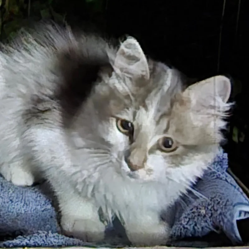 A baby small-sized male Domestic Long Hair cat named Mason for adoption in Grantsville, UT