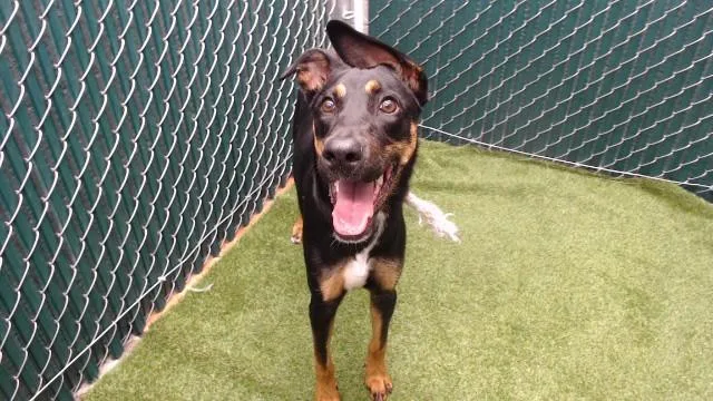 A young medium-sized female Doberman Pinscher dog named J'Moonee for adoption in Downey, CA