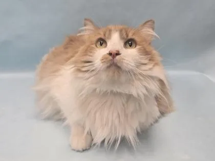 An adult small-sized female Domestic Long Hair cat named Orangy for adoption in Coon Rapids, MN