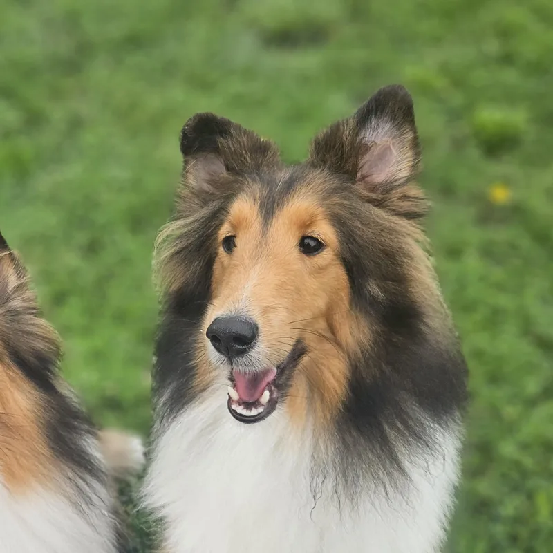 An adult small-sized female Sable Shetland Sheepdog / Sheltie dog named May for adoption in Ramsey, IN