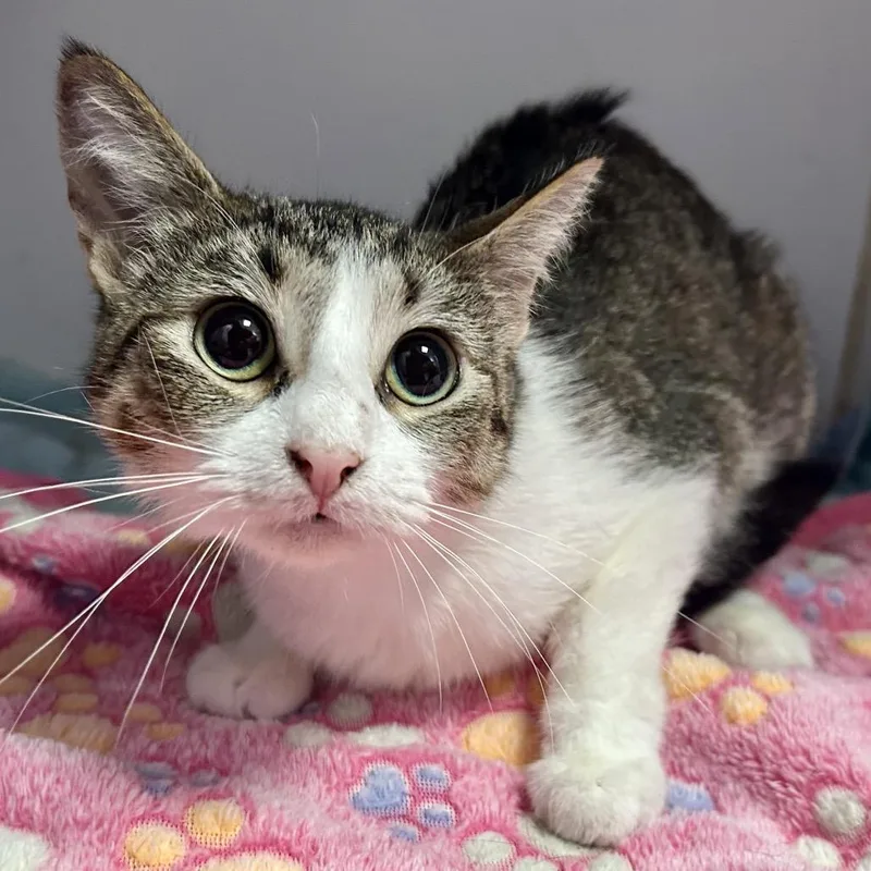 An adult medium-sized female Gray / Blue / Silver Domestic Short Hair cat named Sissy for adoption in St Joseph, MO