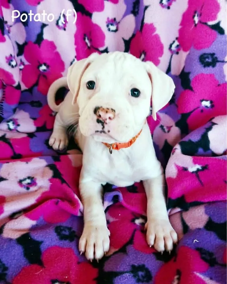 A baby large-sized female Boxer dog named Veg Litter  Potato for adoption in Monticello, NY