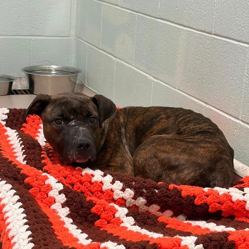 A young medium-sized male Pit Bull Terrier dog named S for adoption in Newark, NJ