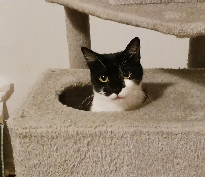 A young small-sized female Black & White / Tuxedo Domestic Medium Hair cat named Kiri B.  Pretty for adoption in New York, NY