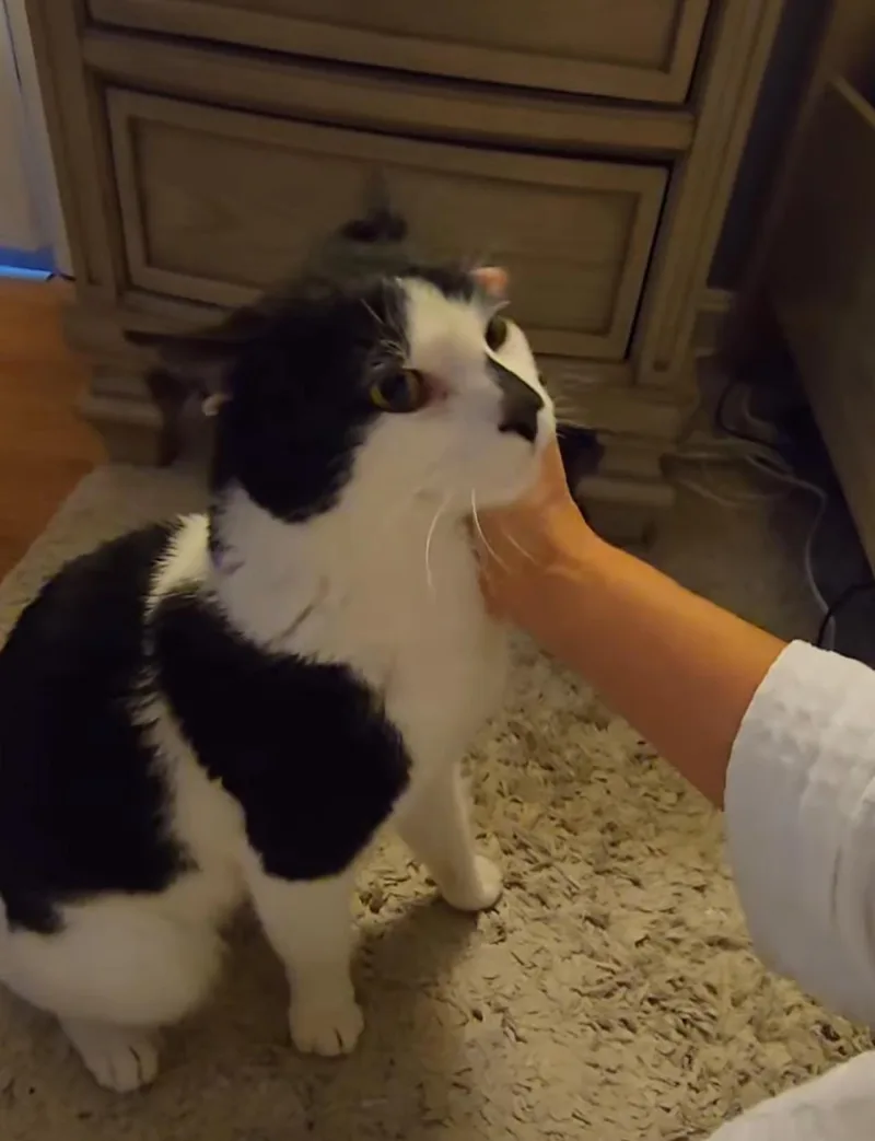 A young medium-sized male Black & White / Tuxedo Domestic Short Hair cat named Michael for adoption in Enfield, CT