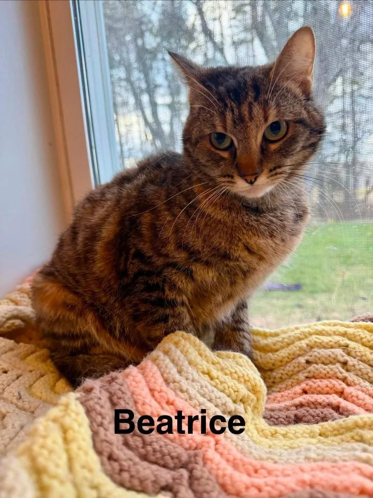 A young medium-sized female Domestic Short Hair cat named Beatrice for adoption in Cloquet, MN