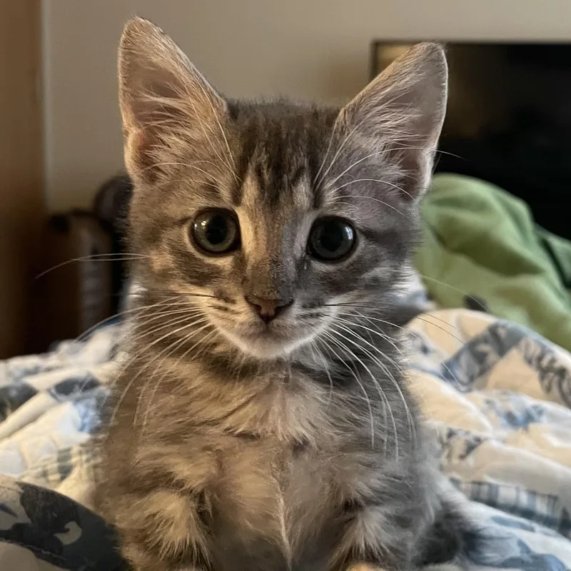 A baby small-sized female Tabby (Buff / Tan / Fawn) Domestic Short Hair cat named Betty Davis for adoption in Bentonville, AR