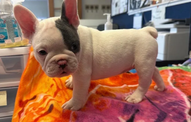 A baby small-sized female White / Cream French Bulldog dog named Nancy for adoption in Shingle Springs, CA