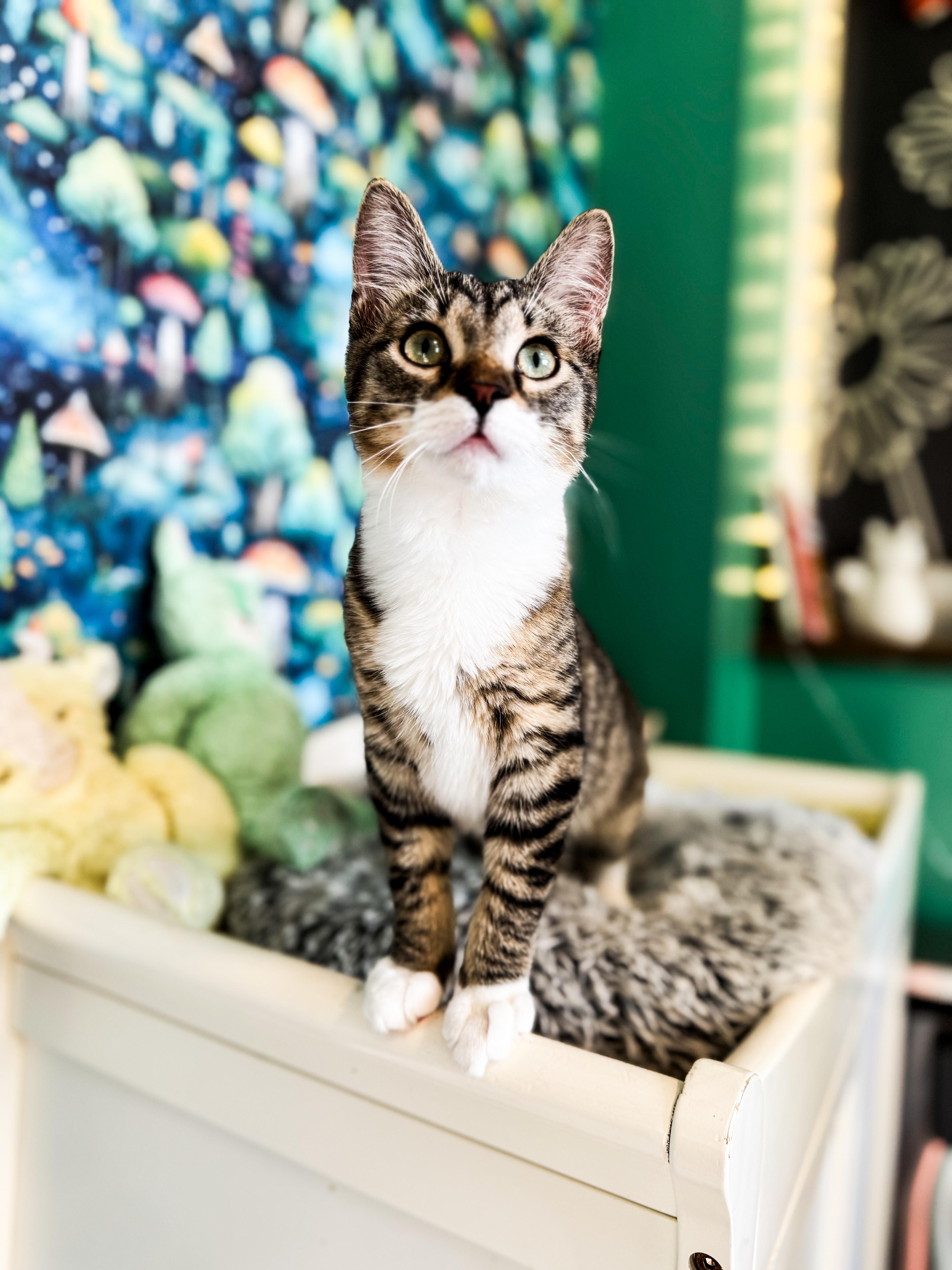 A baby medium-sized male Domestic Short Hair cat named Kris for adoption in Sartell, MN