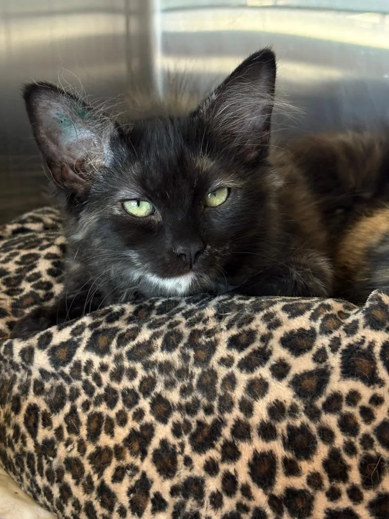 A baby small-sized female Domestic Medium Hair cat named Buttercup for adoption in Coupeville, WA