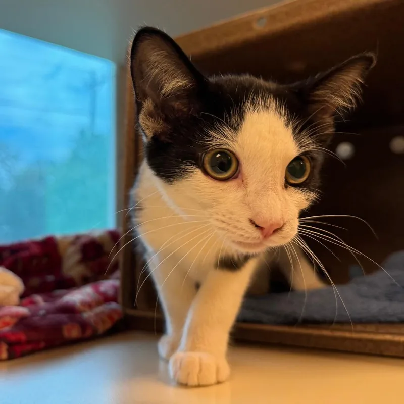 A baby small-sized male Domestic Short Hair cat named Cookies n' Cream Oreo for adoption in Norman, OK