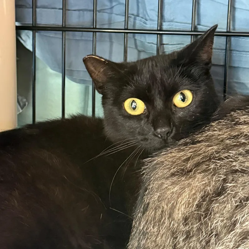 A young medium-sized female Black Domestic Short Hair cat named Ash for adoption in Morrisville, VT